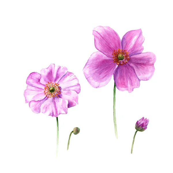 Acquerello anemone fiori e boccioli. Singolo fiore disegnato a mano isolato su sfondo bianco. Illustrazione botanica — Foto Stock
