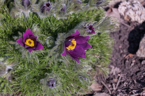 Violett Pulsatilla i stäppen i Altai, Sibirien. Ryssland — Stockfoto