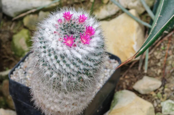 Flores de cactus rosa —  Fotos de Stock