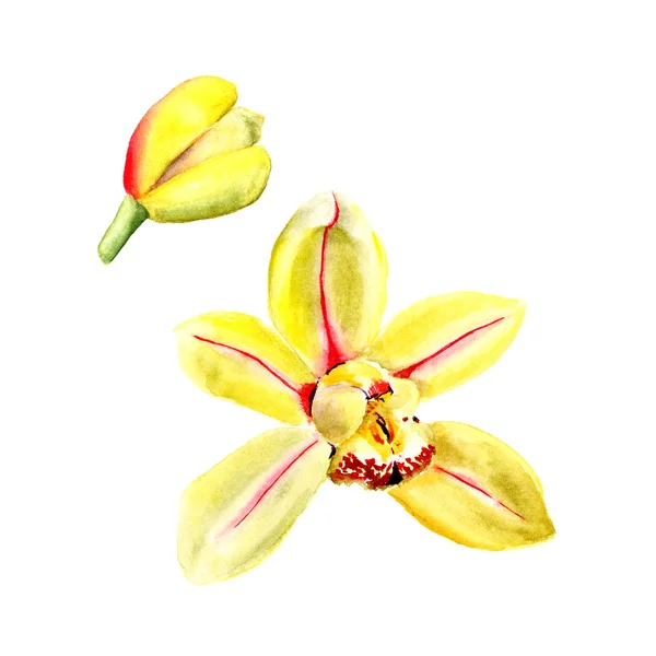 Acuarela flor de orquídea amarilla aislada sobre fondo blanco. Ilustración floral — Foto de Stock