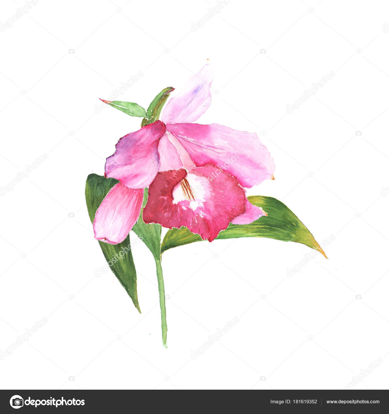 0以上 カトレア イラスト イラスト素材から探す Davidurra 0以上 カトレア イラスト イラスト素材から探す Davidurra