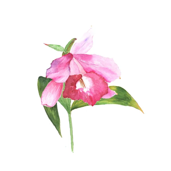 Ακουαρέλα εικονογράφηση σκίτσο του cattleya ροζ λουλούδι σε λευκό φόντο — Φωτογραφία Αρχείου