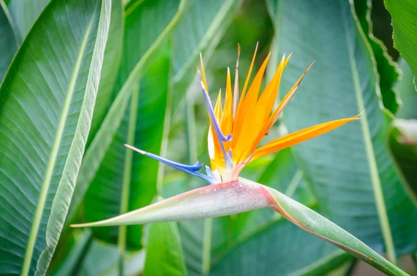 녹색 자연 배경 Strelitzia 꽃 — 스톡 사진