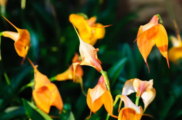 Close up de várias flores de laranja orquídea no escuro — Fotografia de Stock