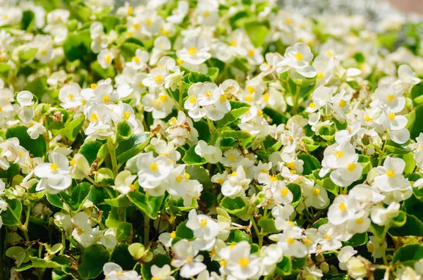 Flor de Begonia blanca floreciendo en el jardín — Foto de Stock