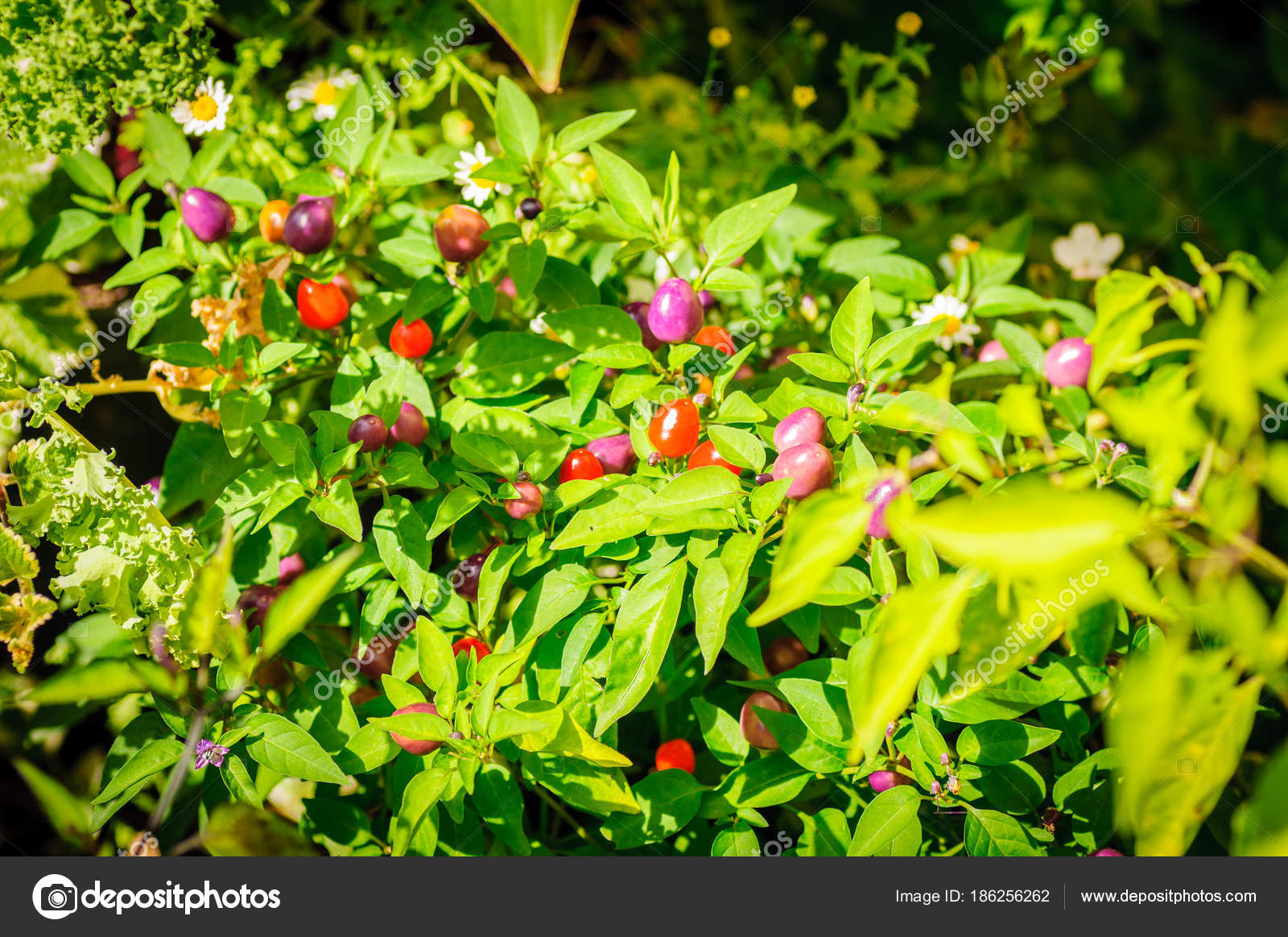 Pimientos de colores pequenos
