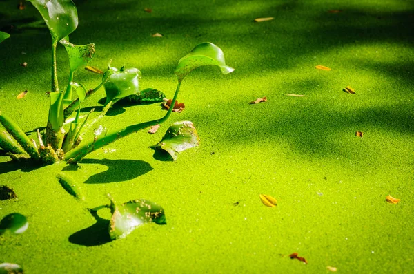 Rostliny Calla marsh v rybníku. Zelená okřehku na vodu v jezeře — Stock fotografie