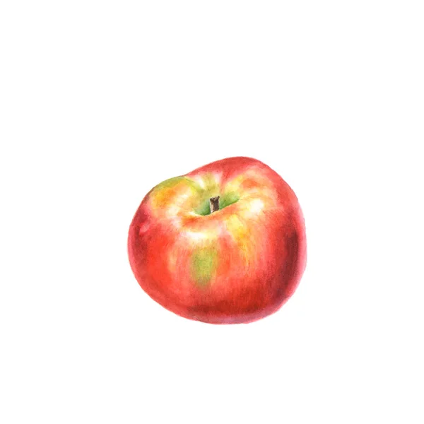 Botaniczny ilustracja akwarela czerwony dojrzałe jabłko na białym tle — Zdjęcie stockowe