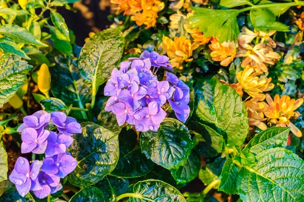 Flor de hortênsias azuis no fundo natural. Fechar — Fotografia de Stock