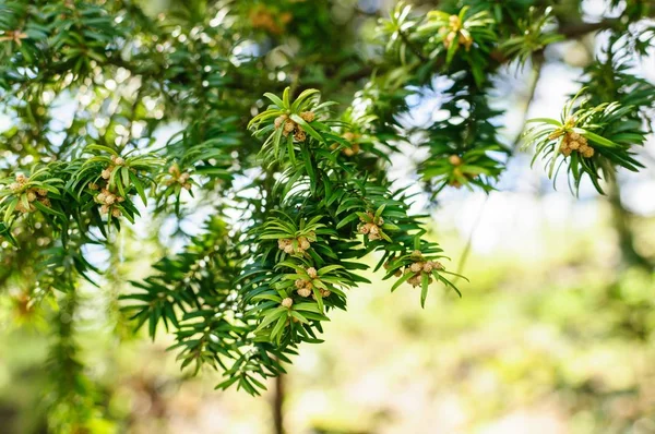 Il tasso europeo Taxus baccata è una conifera originaria dell'Europa occidentale, centrale e meridionale, dell'Africa nord-occidentale, dell'Iran settentrionale e del sud-ovest asiatico. Fiorito — Foto Stock