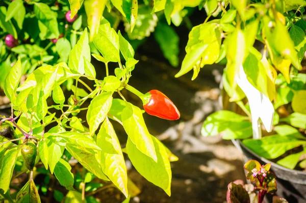 stock image Decorative colored small Peppers. Red pepper in focus