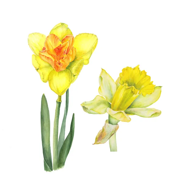 Botanická akvarel ukázkou dvou žlutého narcisu izolovaných na bílém pozadí. By mohly být použity pro web design, tisk, polygrafie nebo textilní — Stock fotografie