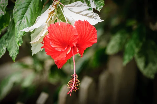 Doğal bir arka plan üzerinde kırmızı hibiscus çiçek — Stok fotoğraf