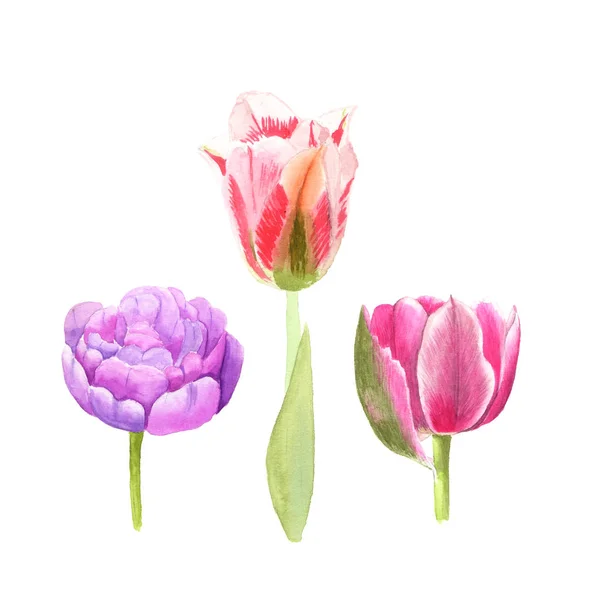 Illustrazione acquerello schizzo di rosa, fiori di tulipano colorati su sfondo bianco — Foto Stock