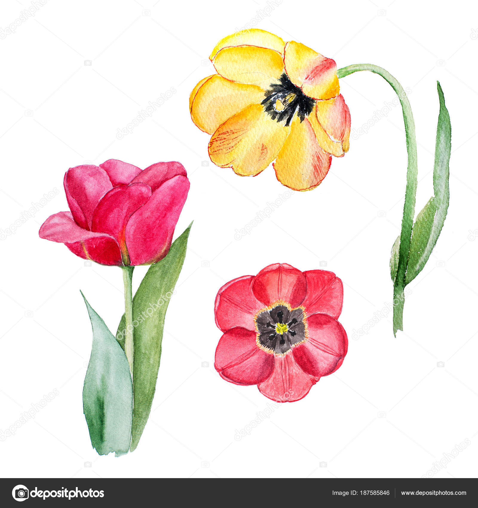 desenho de ilustração botânica de aquarela de flores de tulipa