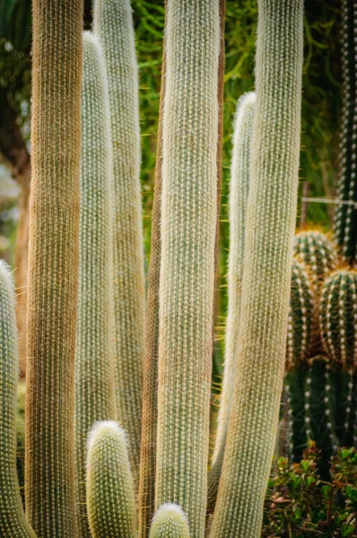 Stor kaktus Cephalocereus senilis med langt hår - Stock-foto