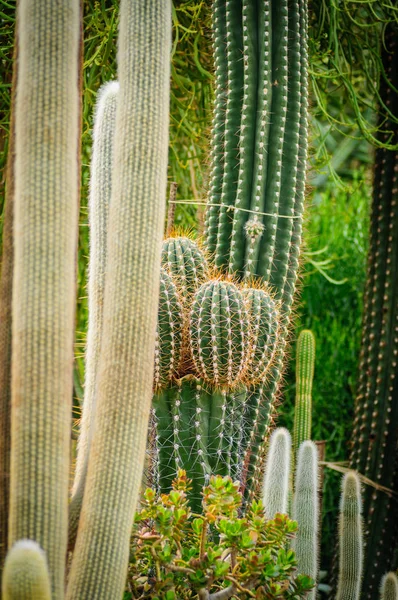 Cacto grande Cephalocereus senilis com cabelos longos — Fotografia de Stock