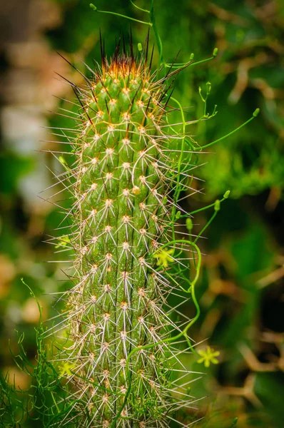 Grøn kaktus. Sukkulent med liana. Tæt på - Stock-foto