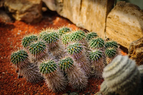 Små kaktus med store nåle i drivhus - Stock-foto