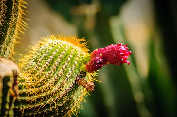 Nærbillede af en smuk lyserød mørt kaktus blomst og grøn tornede spiky plante - Stock-foto