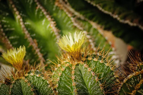 Πράσινο με ασήμι τελείες κάκτο Astrophytum με κίτρινο λουλούδι ανθίσει — Φωτογραφία Αρχείου