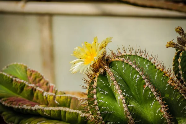 Verde com pontos de prata cacto Astrophytum com flor amarela — Fotografia de Stock