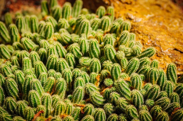 Många små kaktusar med små nålar i växthus — Stockfoto