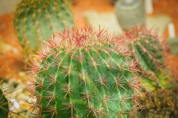 Grøn med sølv prikker kaktus Astrophytum med lyserøde nåle - Stock-foto