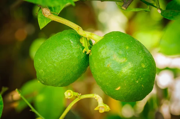 Zwei grüne Zitrusfrüchte am Baum mit grünen Blättern im Sonnenschein — Stockfoto