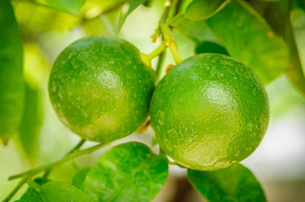 Nahaufnahme. zwei grüne Zitrusfrüchte am Baum mit grünen Blättern im Sonnenschein — Stockfoto