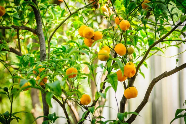 Orangefarbene Zitrusfrüchte am Baum mit grünen Blättern im Sonnenschein — Stockfoto