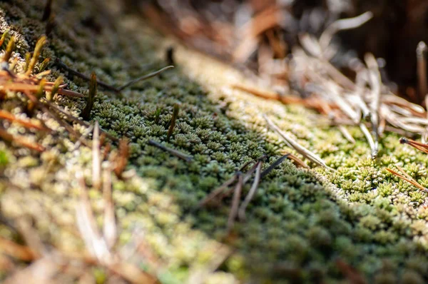 Sphagnum mossa med solljus bakgrund. Natur och utomhus bakgrund — Stockfoto