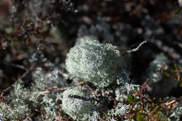 Moss lichen Cladonia rangiferina. Líquen de rena cinzento. Bonito musgo de floresta de cor clara crescendo em climas quentes e frios. Cervos, musgo caribou — Fotografia de Stock