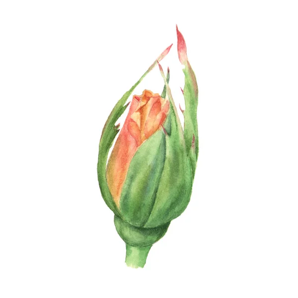 Rose bud. Ručně kreslené akvarel botanické ilustrace. Realistický izolovaný objekt — Stock fotografie