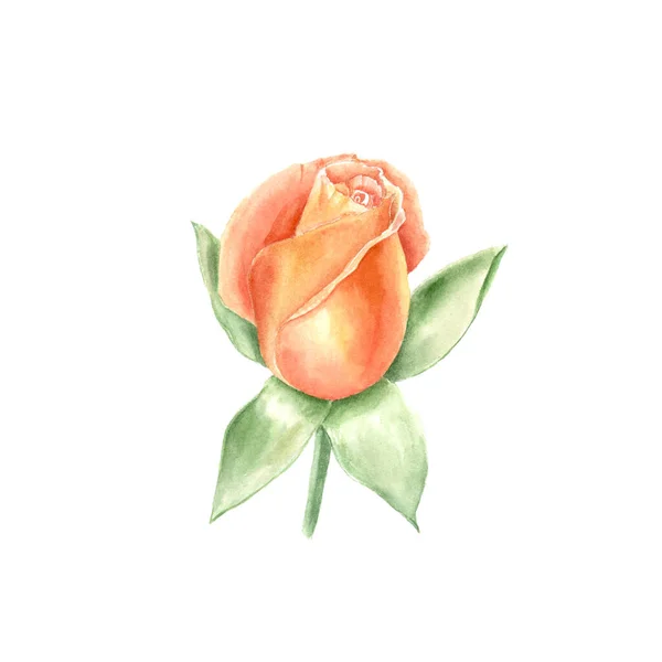 Ouvre le bouton de rose. Illustration botanique aquarelle dessinée à la main. Objet isolé réaliste — Photo