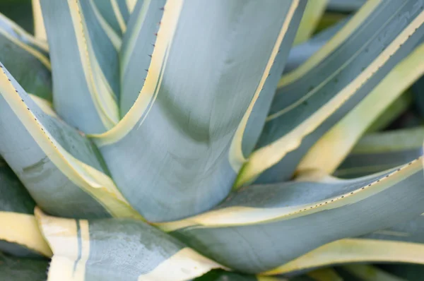 Agava green and yellow plant. Close up the lower part of the plant Royalty Free Stock Images