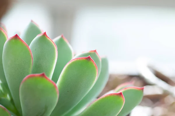 Planta suculenta de echeveria de cerca. Suculenta verde con esquinas rojas —  Fotos de Stock