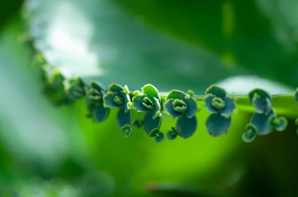 Bryophyllum ράχη του διαβόλου Μητέρα των χιλιάδων δείχνει τα βλαστάρια φρέσκα μπουμπούκια στις παρυφές των φύλλων το πρωί με όμορφο ηλιακό φως — Φωτογραφία Αρχείου