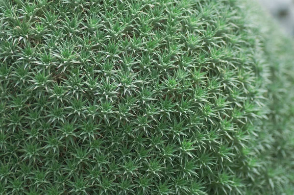 L'agave pianta la tolleranza alla siccità tropicale con spine affilate. Forma rotonda — Foto Stock