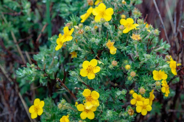 Gul blommig akaciabuske från dalen i Altai, Ryssland — Stockfoto