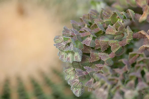 Suculenta con hoja cuadrada azul verde y cactus borroso —  Fotos de Stock