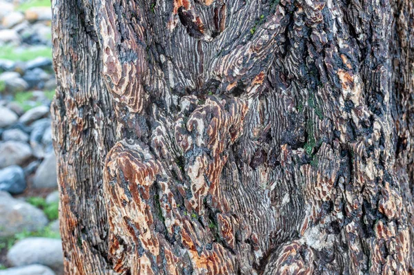 Árbol de corteza de alerce en el valle de Altai, Rusia —  Fotos de Stock