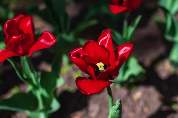 빨간 튤립 이 공원에 있습니다. 봄 풍경 — 스톡 사진
