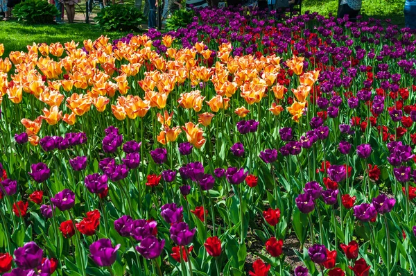 Coloridos tulipanes brillantes en el parque. Paisaje primavera — Foto de Stock