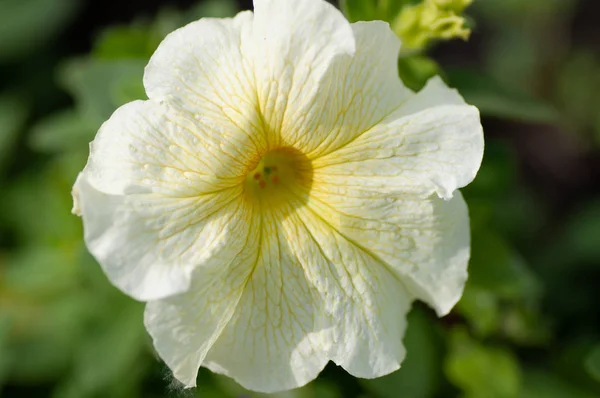 Petunia Gros plan des fleurs de Petunia. Fleur pétunia blanc et fond flou — Photo