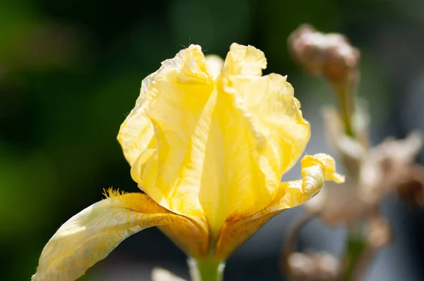 Macro photo nature blooming bud flower iris. Background opened bud of yellow iris — ストック写真