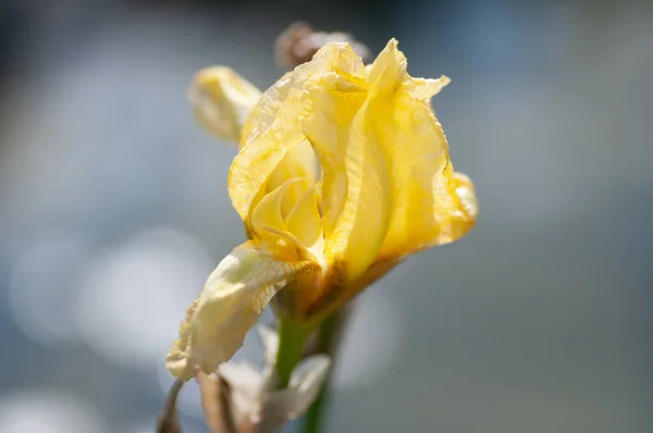 Macro foto naturaleza flor brote flor iris. Fondo brote abierto de iris amarillo — Foto de Stock