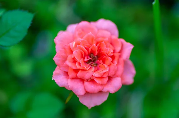 Tea Rose Flower on green foliage background — Stock Photo, Image