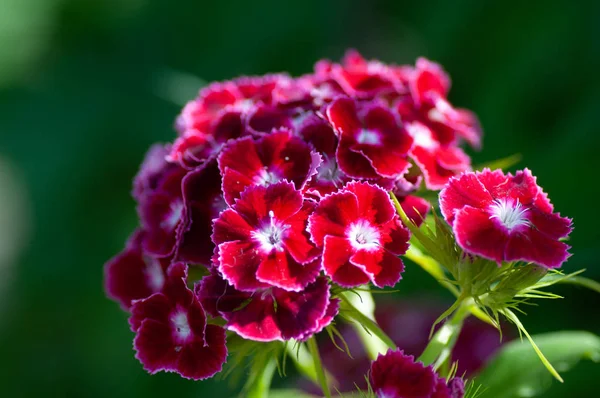 Pink phlox flowers against green leaves background — 스톡 사진