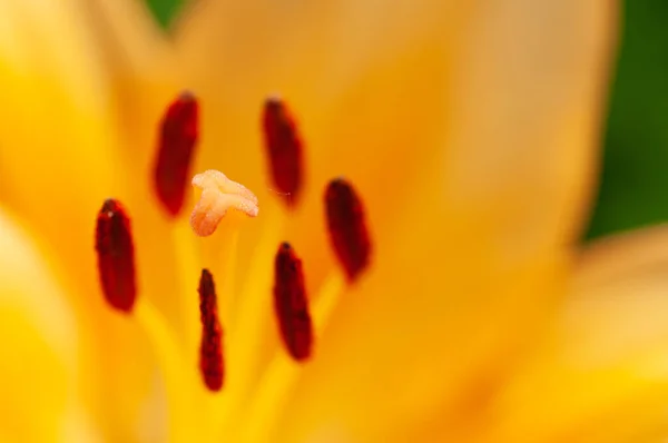 Macro photography of the inside of an orange lily flower, with visible pollen, outdoors on a sunny summer day — 스톡 사진